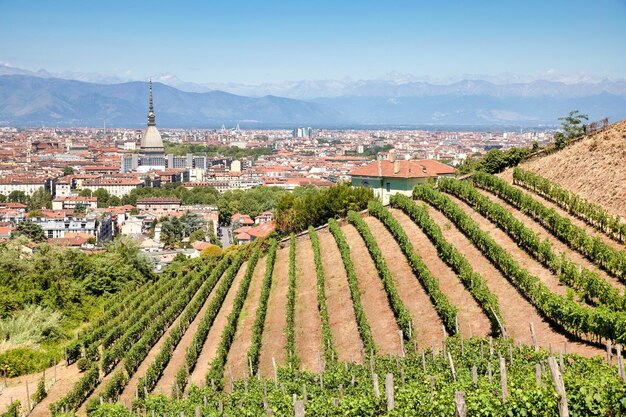 Panorama Turynu we Włoszech z winnicą Mole Antonelliana i górami Alp