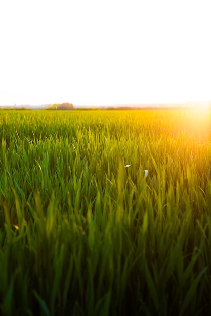 Panorama widok zielonego pola uprawnego żyta wiosną o zachodzie słońca