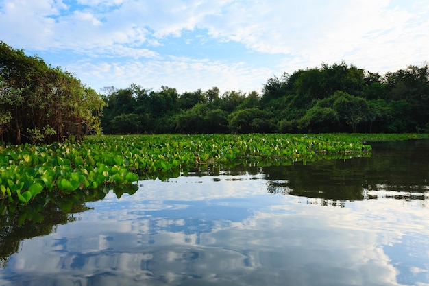 Panorama z brazylijskiego regionu podmokłego Pantanal