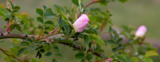 Panorama z piękną dziką różą rosnącą na gałęzi zielona przyroda na polu z krzakami róż