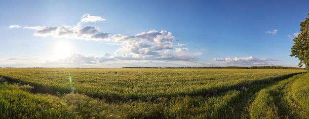 Panorama z widokiem na pole żyta, błękitne niebo i chmury o zachodzie słońca