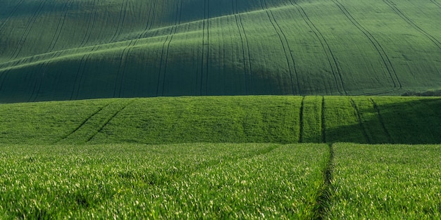 Panorama Z Zielonym Polem