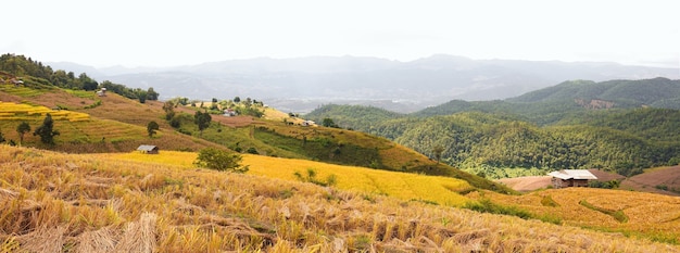 Panorama złotego pola ryżowego w wiosce Pa Bong Piang w Mae Cham, Chiang Mai, Tajlandia.