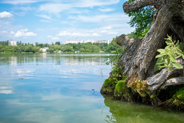Panorama Żytomierza zielony letni las z rzeką