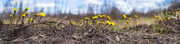 Panoramiczne tło z bliska żółte kwiaty Piękny naturalny krajobraz wsi Selektywne skupienie się na pierwszym planie z silnym rozmytym tłem i copyspace