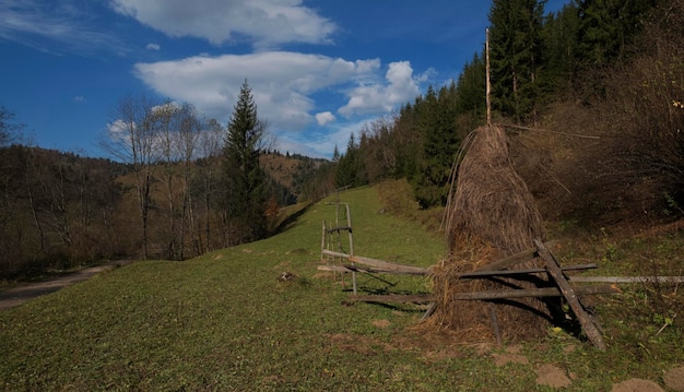 Zdjęcie panoramiczne ujęcie drzew na polu na tle nieba