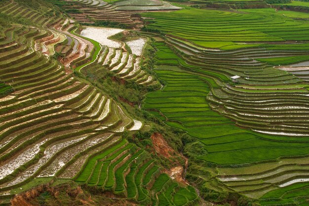 Zdjęcie panoramiczne ujęcie pola ryżowego