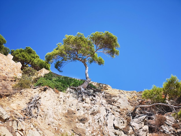 Panoramiczne zdjęcie skalistej góry z zielenią i drzewem na tle błękitnego nieba Południowy krajobraz hiszpańskiego wybrzeża Costa Brava Morza Śródziemnego