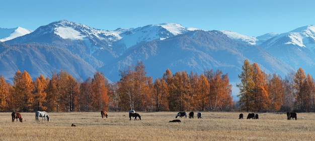 Panoramiczny jesienny widok na przestronną górską dolinę Konie pasą się na polu