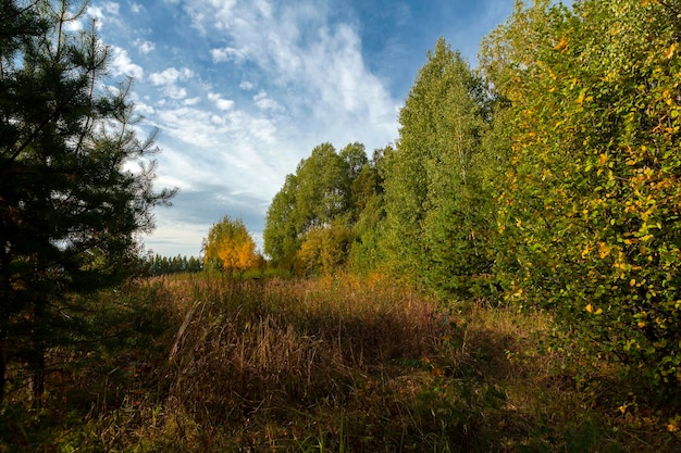 Panoramiczny krajobraz jesiennego lasu i błękitnego nieba...