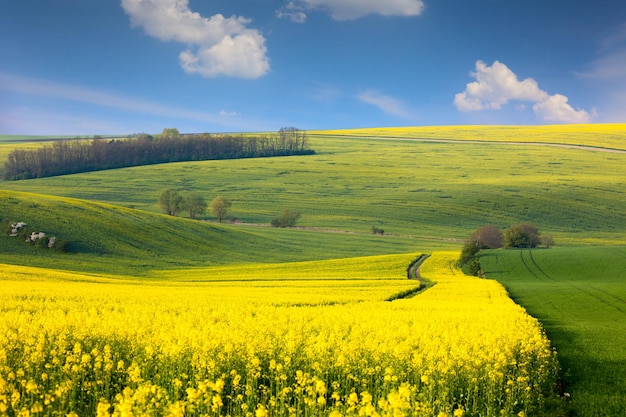 Panoramiczny krajobraz kolorowych wzgórz z błękitnym niebem i chmurami