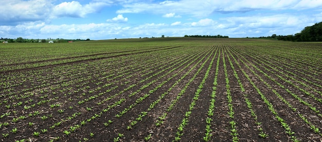 Panoramiczny krajobraz pola upraw buraka cukrowego