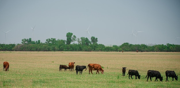 Panoramiczny Widok Czarno-białej Krowy Na Zielonej Trawie Krowy Na Wsi Na Zewnątrz Krajobraz Z...