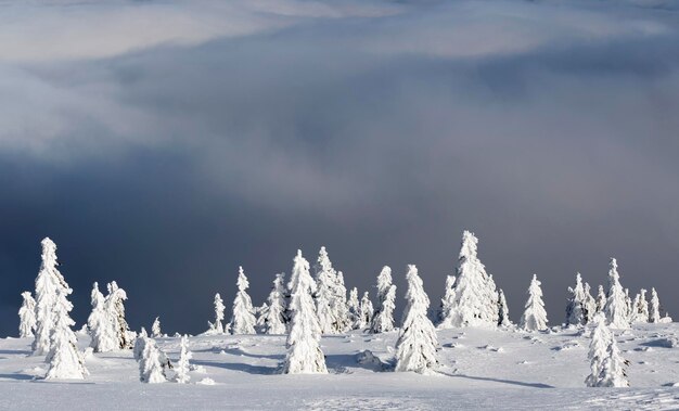 Panoramiczny Widok Drzew Na śnieżnym Krajobrazie Na Tle Nieba