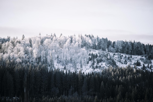 Zdjęcie panoramiczny widok drzew na tle nieba