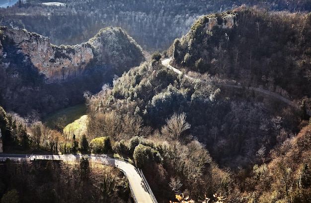 Panoramiczny widok drzew w lesie