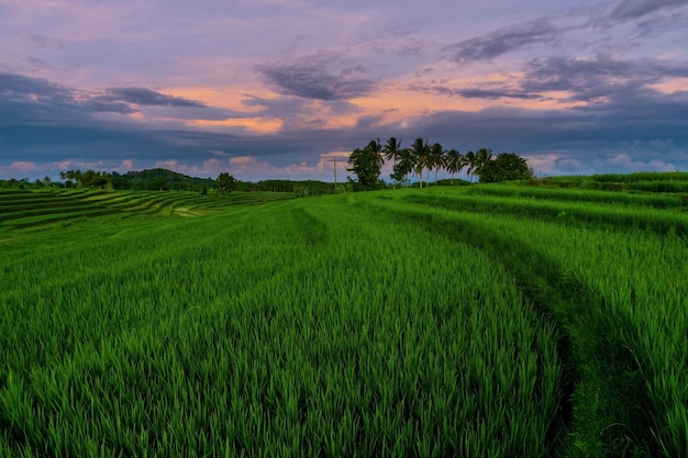 Zdjęcie panoramiczny widok indonezji na zielone tarasy ryżowe i palmy kokosowe w słoneczny poranek
