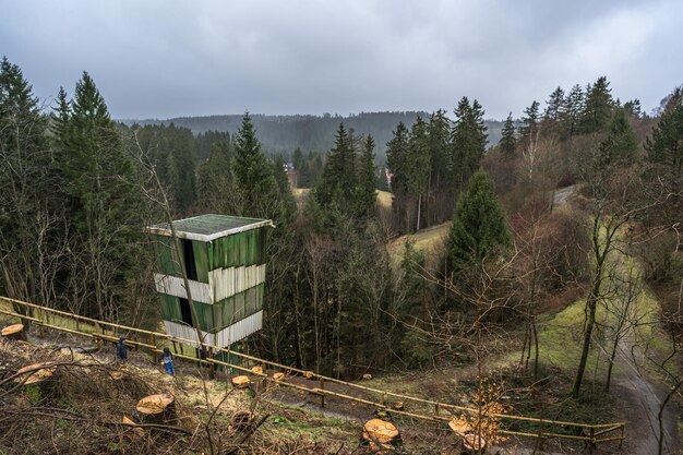 Zdjęcie panoramiczny widok lasu