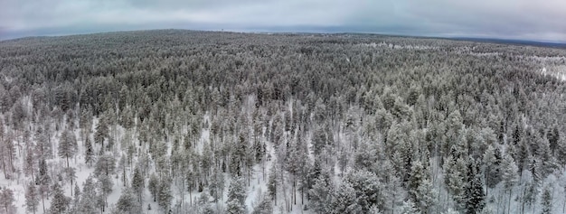 Panoramiczny widok na arktyczny las pokryty śniegiem