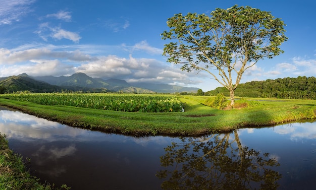 Panoramiczny widok na dolinę Hanalei w Kauai