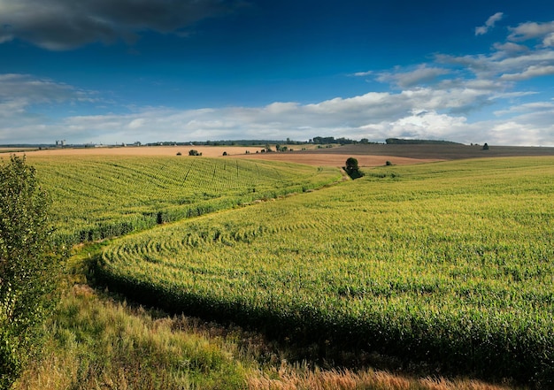 Panoramiczny widok na kanał nawadniający między polami z uprawami kukurydzy i drzewami w tle