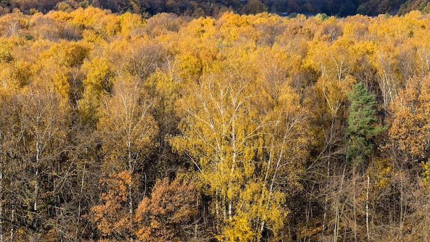 Panoramiczny widok na kolorowy jesienny las