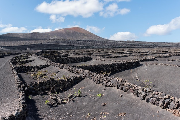 Panoramiczny widok na krajobraz plantacji wina La Geria na Lanzarote