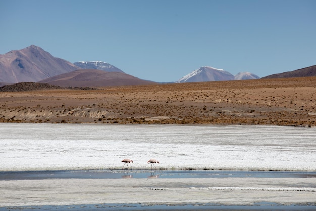 Panoramiczny widok na lagunę z flamingami i górami w Boliwii