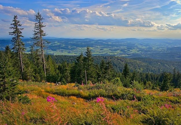 Zdjęcie panoramiczny widok na las bawarski