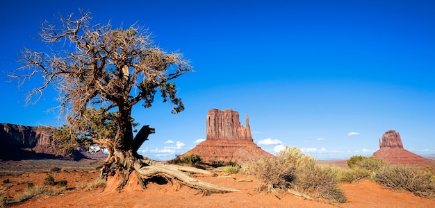 Panoramiczny Widok Na Monument Valley I Drzewo, Usa