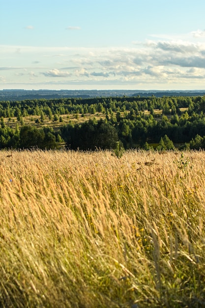 Panoramiczny Widok Na Piękne Pole