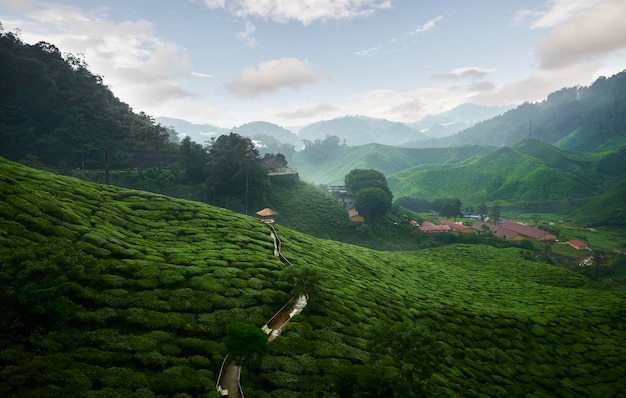 Panoramiczny widok na plantację herbaty w Cameron Highlands w Malezji