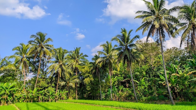 panoramiczny widok na pola ryżowe z palmami kokosowymi i błękitnym niebem
