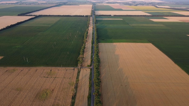 Panoramiczny widok na wiele pól uprawnych obsianych dojrzałą pszenicą i różnymi zielonymi roślinami rolniczymi