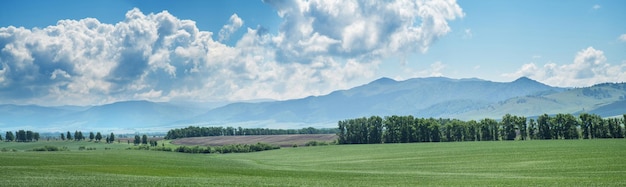 Panoramiczny widok na zielone pole i malownicze błękitne niebo z białymi chmurami Rolnictwo tło zasiane pole