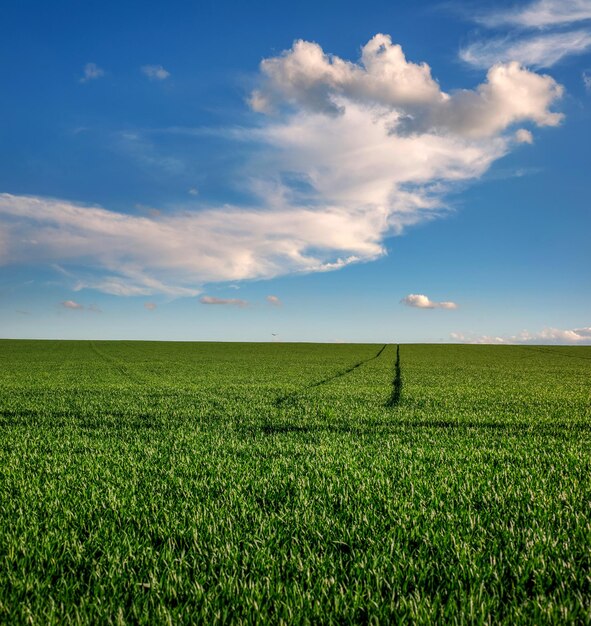 Panoramiczny widok na zielone pole pszenicy ozimej z liniami śladów i chmur na niebie