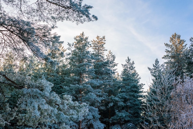 Zdjęcie panoramiczny widok na zimowy las sosnowy i świerkowy w śniegu na gałęziach. krajobraz