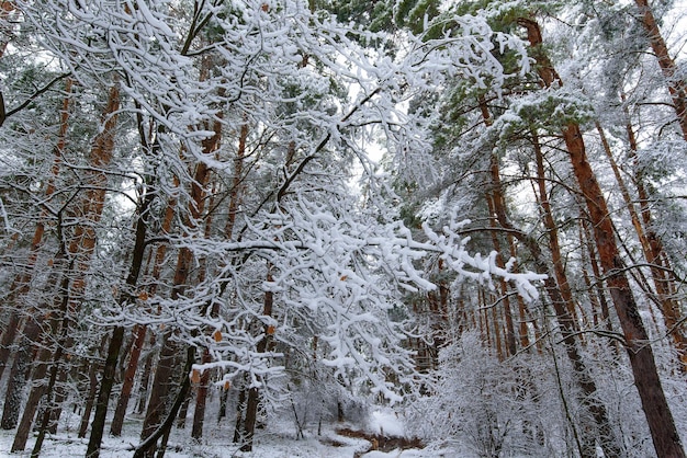 Panoramiczny widok na zimowy las sosnowy i świerkowy w śniegu na gałęziach. krajobraz.