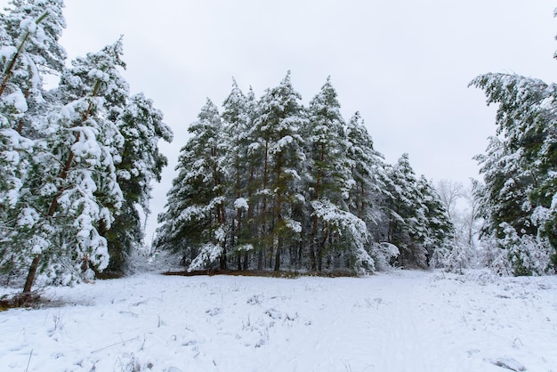 Panoramiczny widok na zimowy las sosnowy i świerkowy w śniegu na gałęziach. krajobraz.