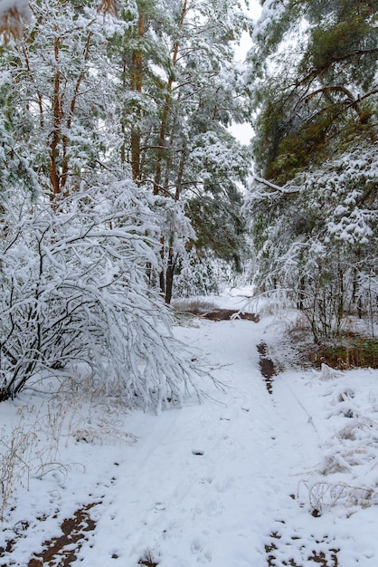 Panoramiczny widok na zimowy las sosnowy i świerkowy w śniegu na gałęziach. krajobraz.