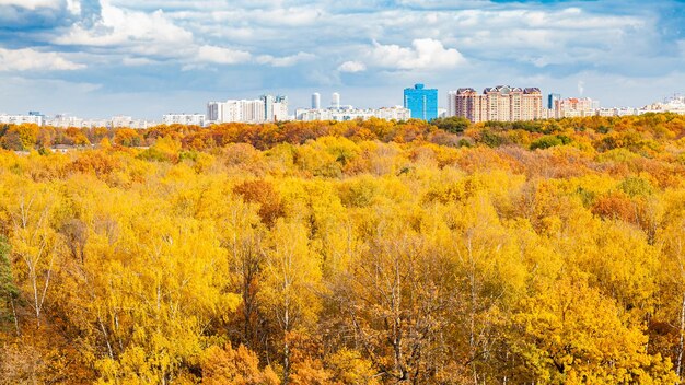 Panoramiczny widok na żółty park miejski jesienią