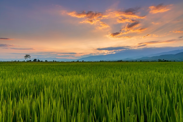 Zdjęcie panoramiczny widok natury krajobraz zielonego pola z ryżem