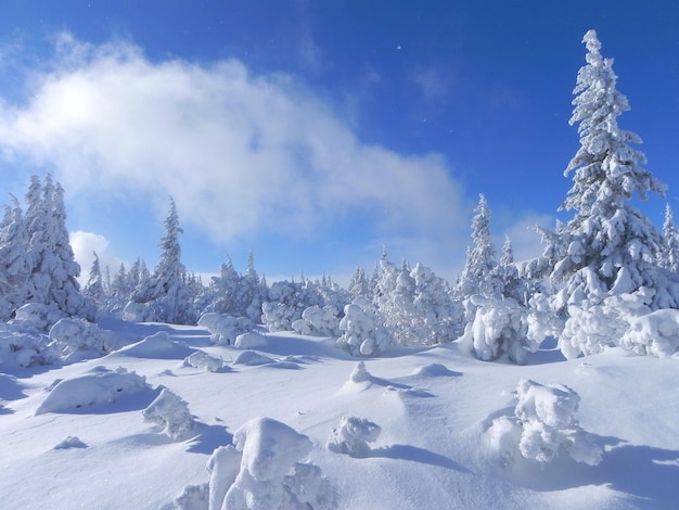 Panoramiczny widok pokrytego śniegiem krajobrazu na tle nieba