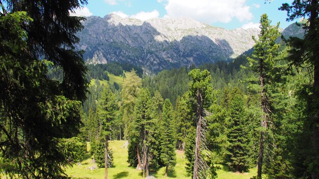 Zdjęcie panoramiczny widok sosen w lesie na tle nieba