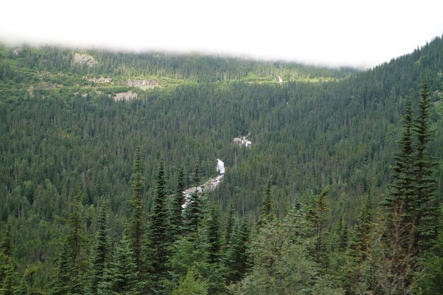 Panoramiczny widok sosny