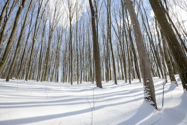 Panoramiczny Zimowy Las Ze śniegiem I Słońcem