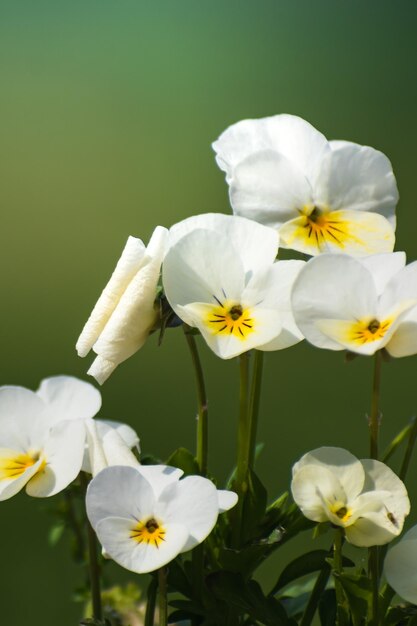 Zdjęcie pansies wiosną na niewyraźnym tle słodki mały kwiat viola
