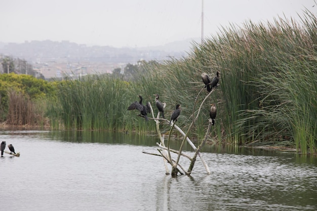 Pantanos de Villa Lima Peru Obserwowanie ptaków Zwiedzanie bagien bagiennych hobbi