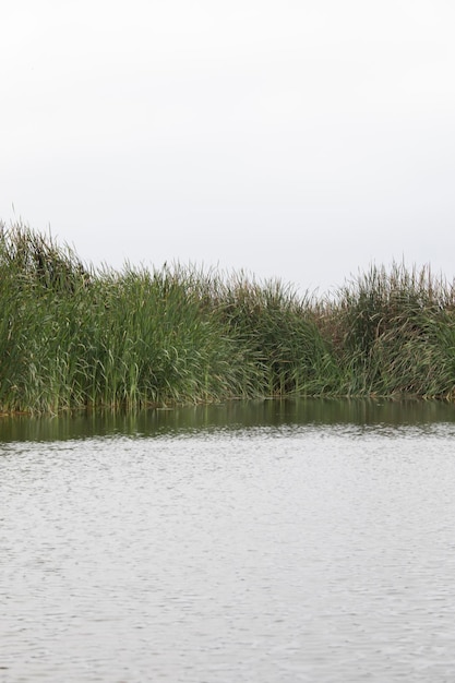 Pantanos de Villa Lima Peru Obserwowanie ptaków Zwiedzanie bagien bagiennych hobbi