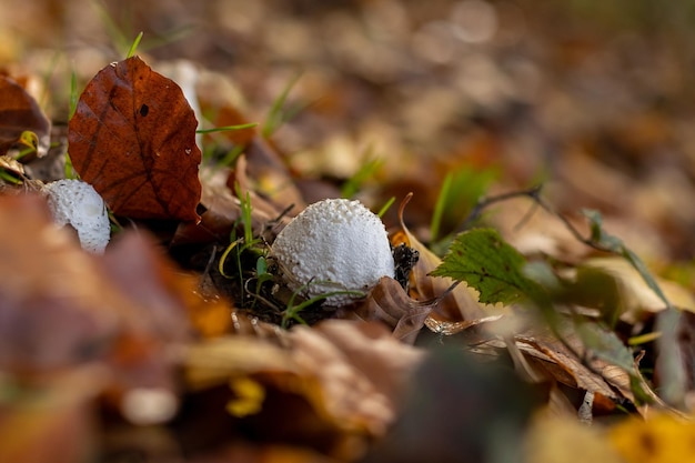 Pantera Amanita Wśród Liści W Lesie Jesienią Amanita Pantherina